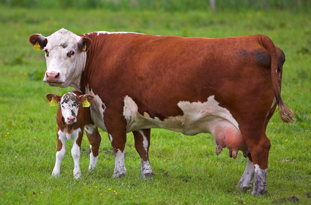 korova-s-telenkom Способы диагностики кетоза у коров. 